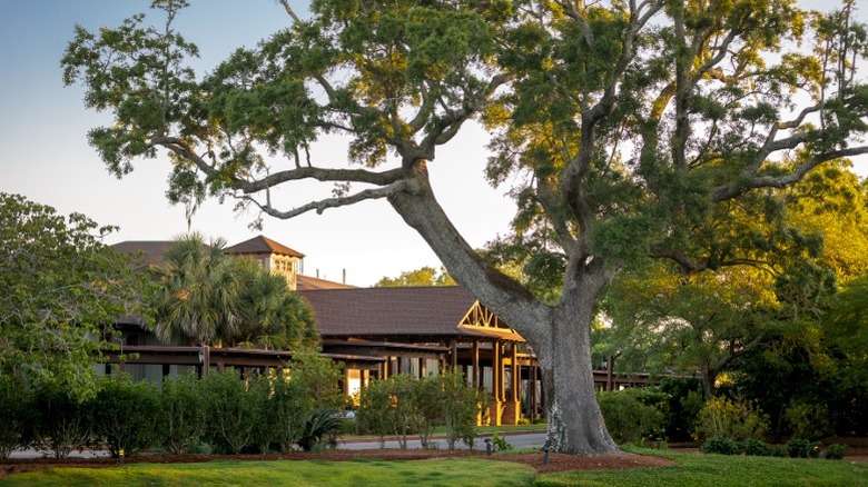 Gorgeous tree at Grand Hotel Golf Resort & Spa