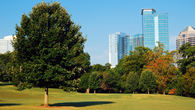 Midtown, Atlanta, skyline seen from Piedmont Park lawn