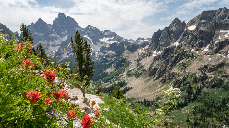 wildflowers and jagged mountain peaks along teton crest trail