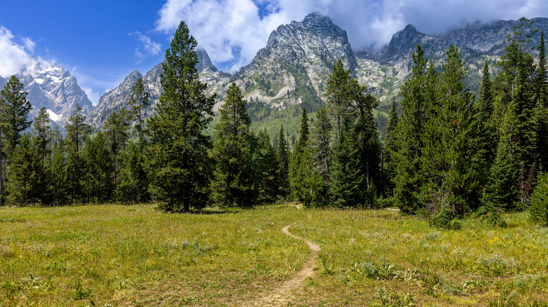 thin trail towards the pines and mountains on Teton Crest Trail