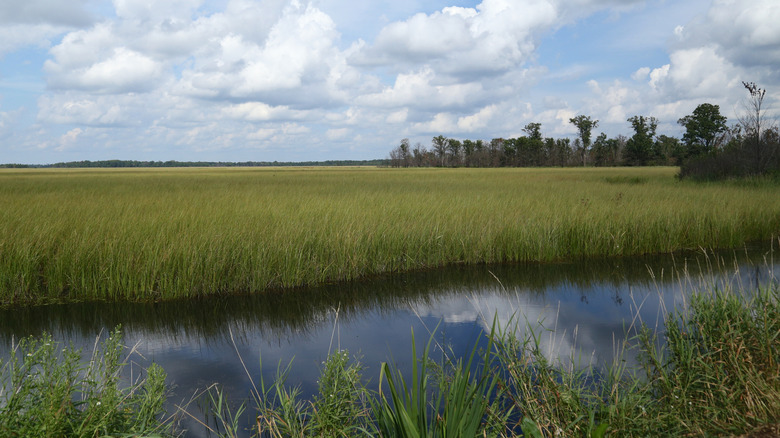 Marshlands in the Crex Meadows State Wildlife Area in Wisconsin