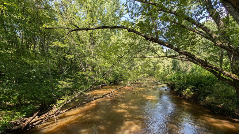Trees along the banks of the St. Croix River in Governor Knowles State Forest near Grantsburg, Wisconsin