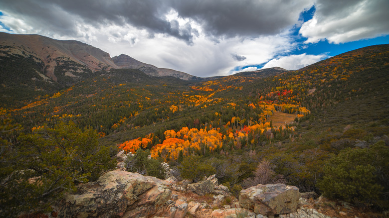 Fall foliage in Great Basin National Park