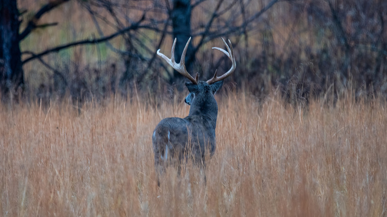 A deer stands in tall grass along the Cades Cove Loop Road