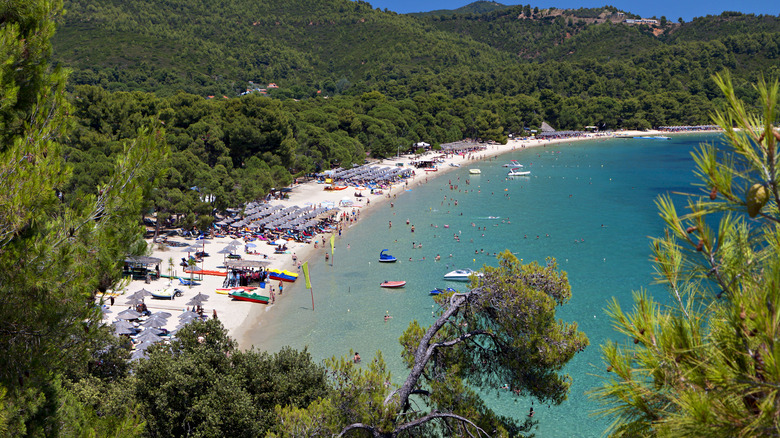 Koukounaries Beach surrounded by a forest