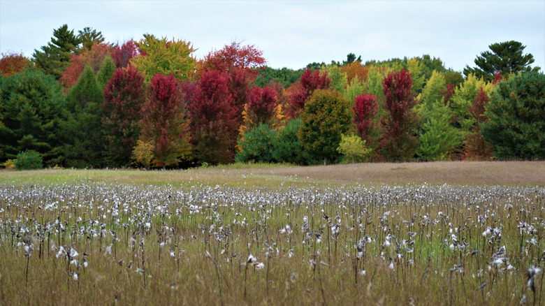 Autumn foliage in Suamico field