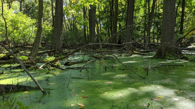 Verdant wetland areas surrounded by trees at  the Bay Beach Wildlife Sanctuary, Green Bay, Wisconsin