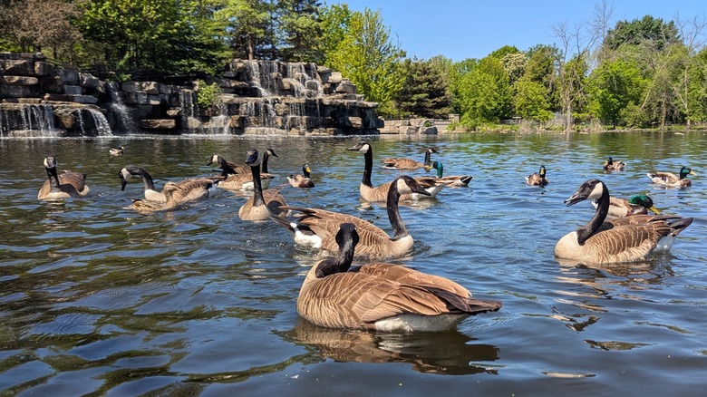 Canada geese swimming in a pond at the Bay Beach Wildlife Sanctuary, Green Bay, Wisconsin, with a waterfall in the background