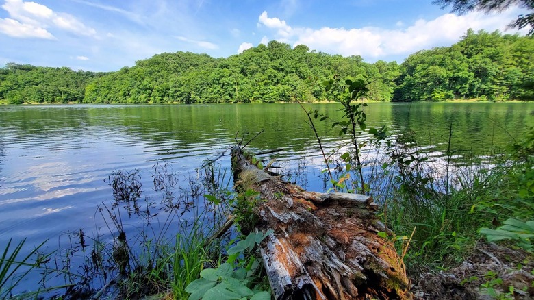 Water surrounded by trees at Greenbo Lake State Resort Park