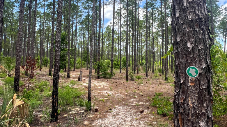 Trail at Greeneyes Wildlife Preserve showing directional sign on tree