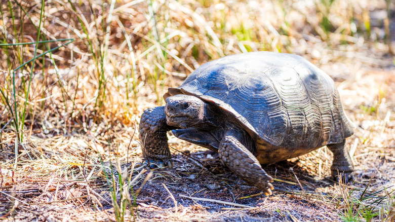 Gopher tortoise at Greeneyes Wildlife Preserve