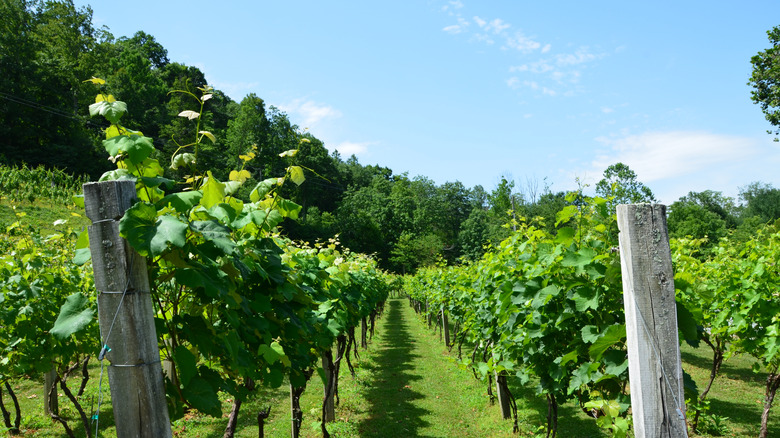 Gregory Vineyards in Angier, North Carolina