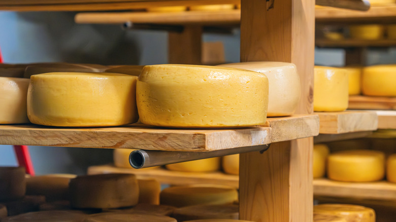 Wheels of yellow cheese on a shelf