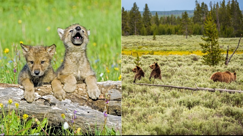 Wolf pups near a log & a bison calf and mother walking along a trail