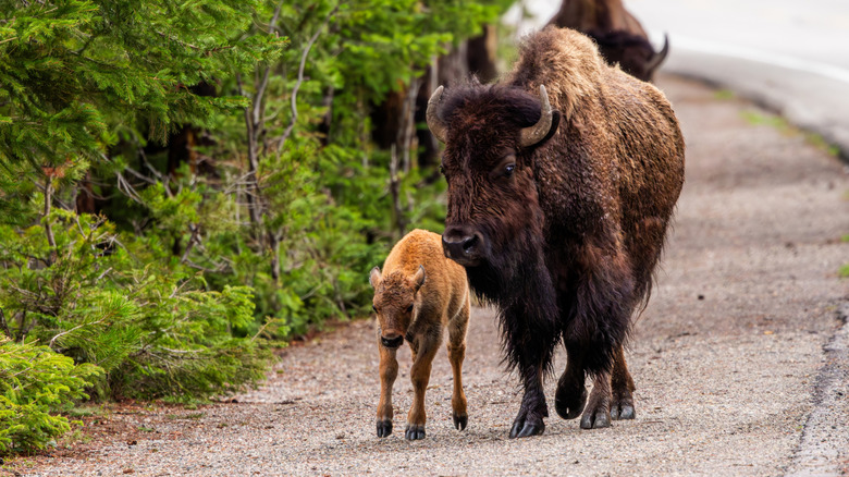 Bison and calf on a trail in Wyoming