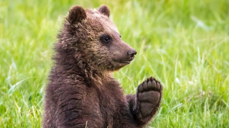 Baby bear in Wyoming raising its paw