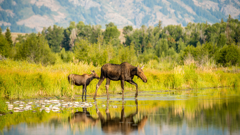Moose and calf near the water in Grand Teton National Park, Wyoming