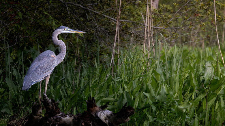 A blue heron by the Chesapeake Bay, Grove Farm Wildlife Management Area