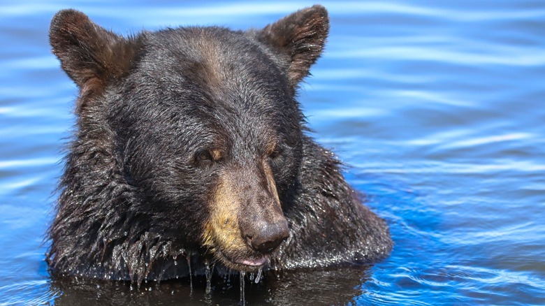 A black bear half submerged in a pool of blue water