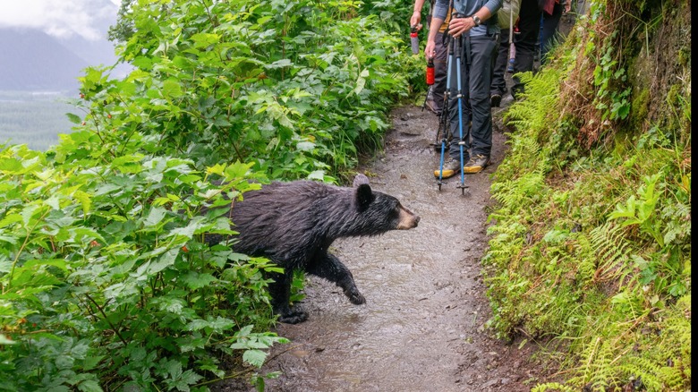 a black bear crosses a path with hikers holding bear spray and walking sticks