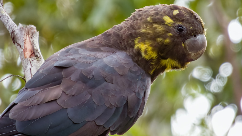 A glossy black cockatoo sitting in a tree in New South Wales.