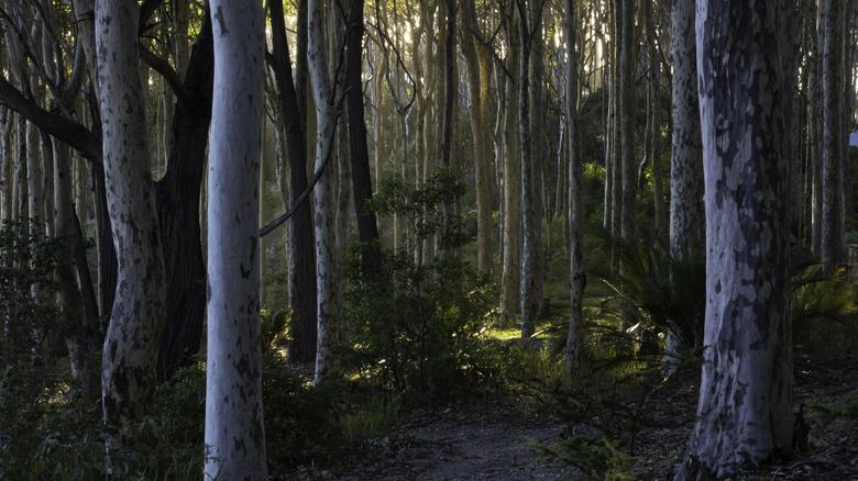 Forst of spotted gum trees in New South Wales, Australia
