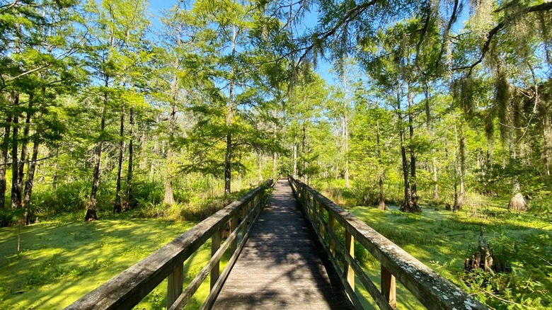 Wooden boardwalk in algae-filled swamp with green trees Dungannon Plantation