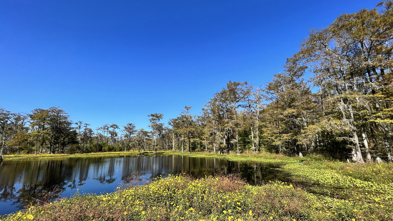Water surrounded by trees on a clear day at Dungannon Plantation