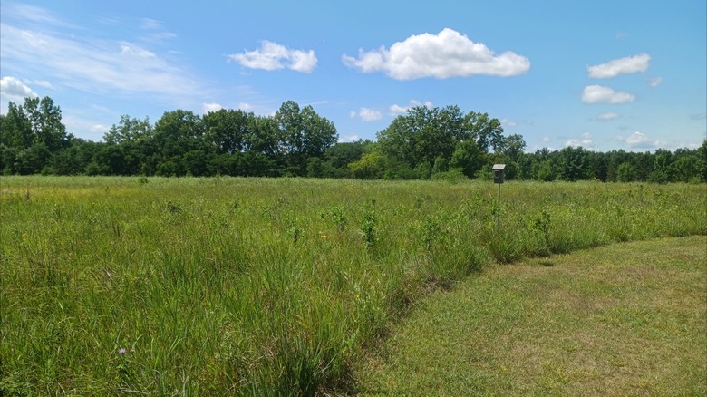 Grassy field with a line of trees in the background at Copper Culture State Park, Wisconsin