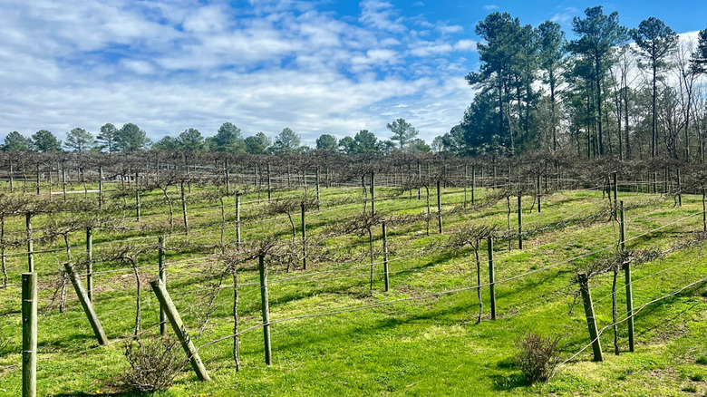 A spring vineyard near Hendersonville, North Carolina
