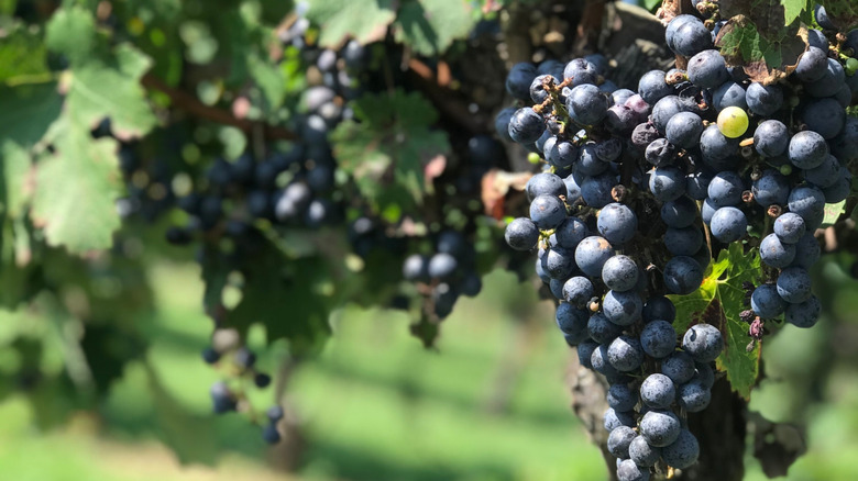 Grapes in a North Carolina vineyard