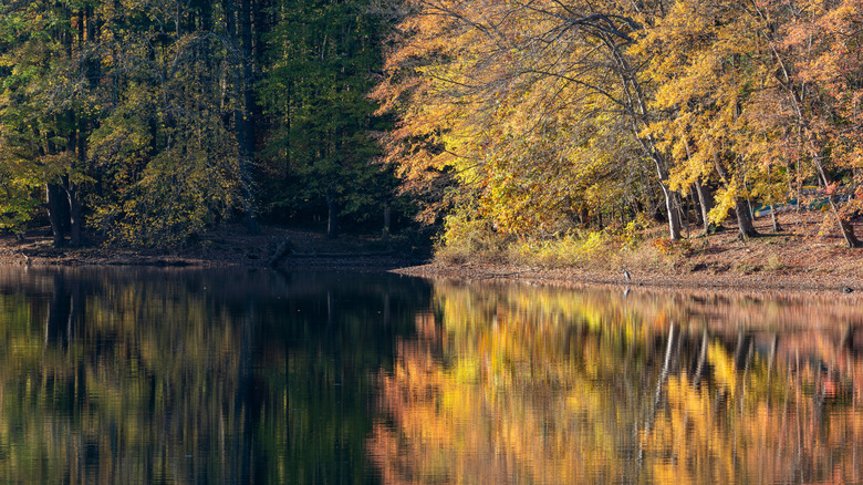 Trees changing colors at the Scott's Cove Recreation Area