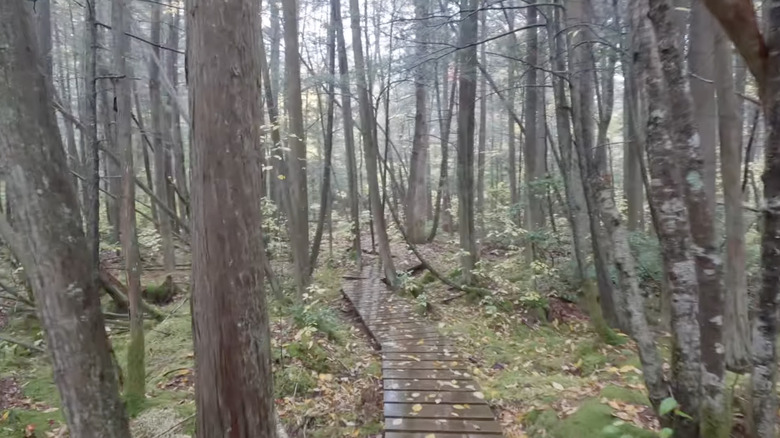 A boardwalk disappears into moist woods in Douglas State Forest, Massachusetts