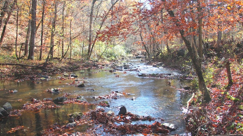 A stream flowing through a forest in the fall near Resaca, Georgia