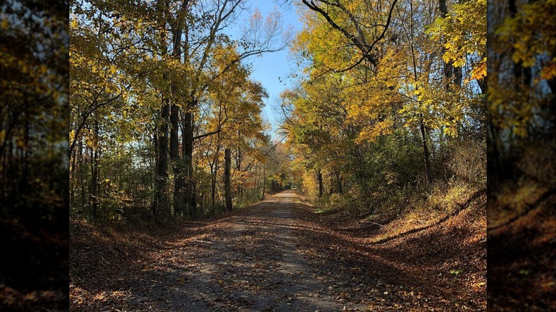 Trees lining the Eureka Trail near Athens, Tennessee, in the fall