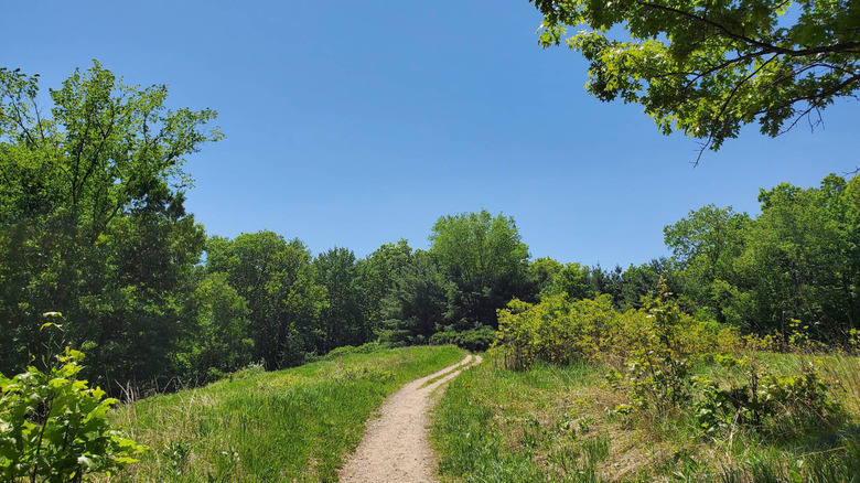 Forested dirt trail in Brighton Recreation Area