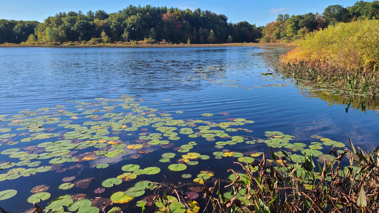 Lake covered in lily pads and surrounded by vegetation in Brighton Recreation Area
