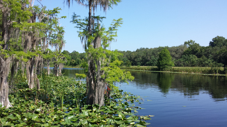 Scenic banks of the Ocklawaha River in Florida