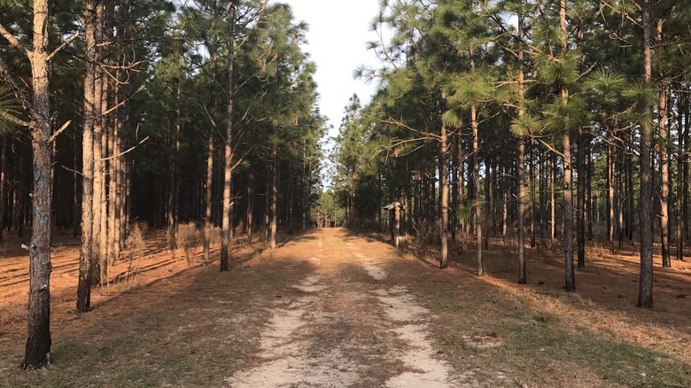 Trail through pine trees at the Ocklawaha Prairie Restoration Area, Florida