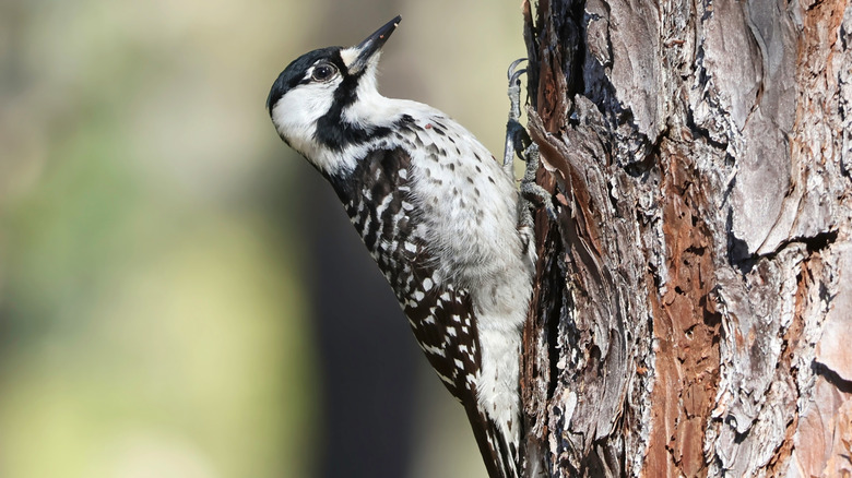A red-cockaded woodpecker, one of the birds that can be spotted in the Sandy Island Preserve