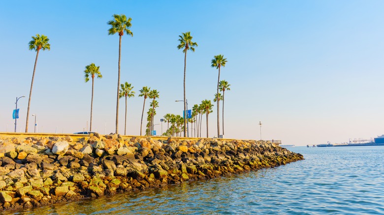 Palm trees lining a rocky waterfront in Long Beach, California