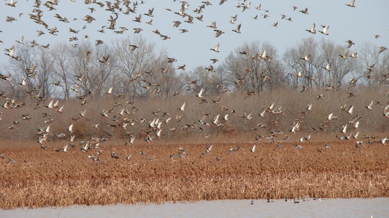 Mallards flying low above the wetlands in Cache River National Wildlife Refuge