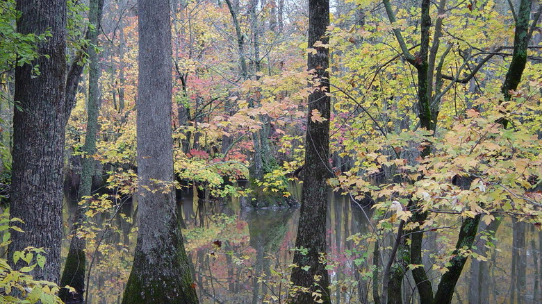 Trees rising up out of water in the Bayou DeView watershed in Cache River National Wildlife Refuge