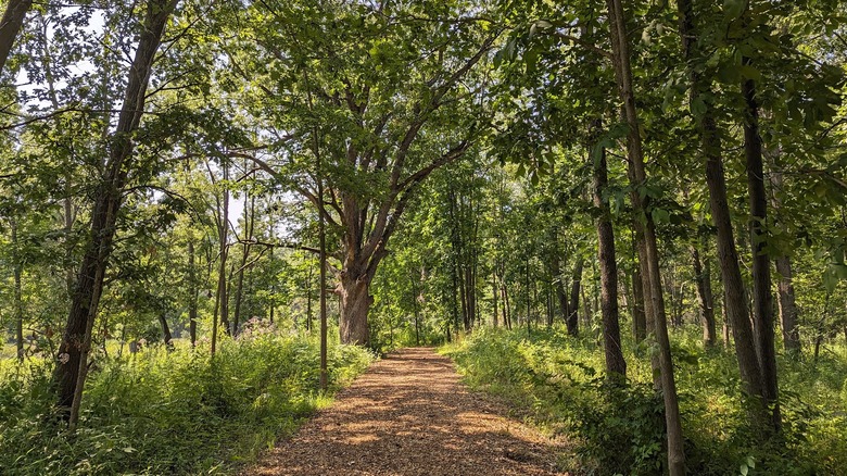 A straight dirt path through lush trees at the Van Patten Woods Forest Preserve