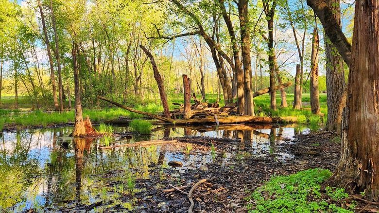 Pretty trees, standing and fallen, with lush grass and water at Van Patten Woods Forest Preserve, Illinois