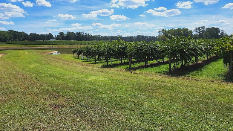 Gregory Vineyards in Angier, North Carolina
