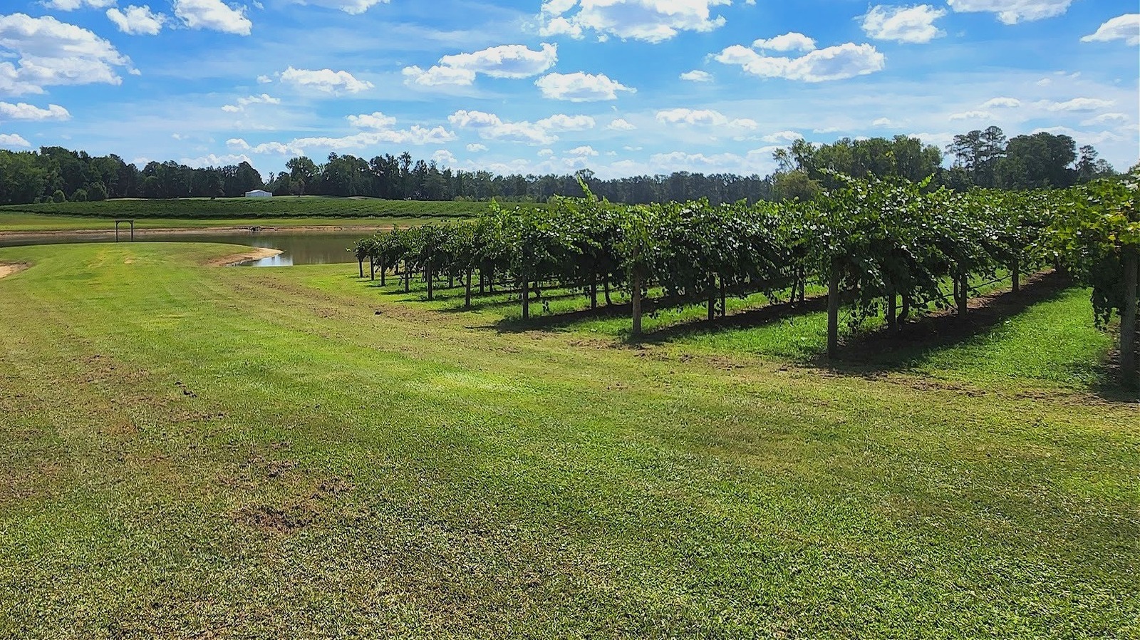 Halfway Between Raleigh And Fayetteville Is North Carolina's Charming Vineyard With Dining
