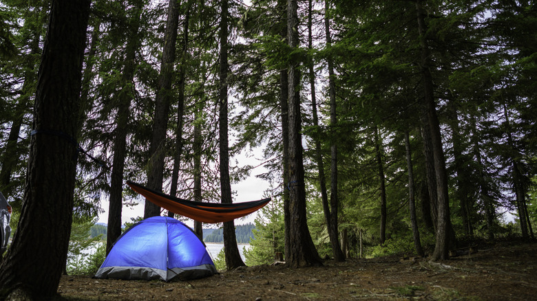 A hammock suspended between pine trees and a blue tent at Cascade–Siskiyou National Monument.