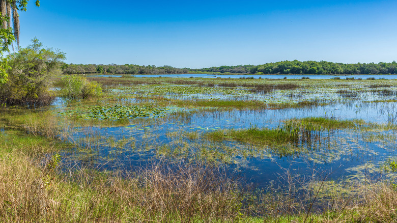 ﻿Lake Holathlikaha in Fort Cooper State Park, Florida