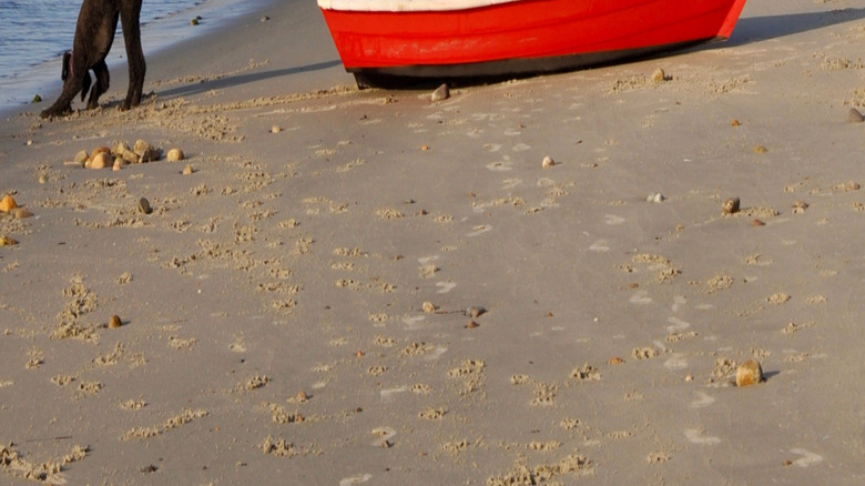 A dog digs in the sand and a sailboat enters harbor on Cuttyhunk Island, MA